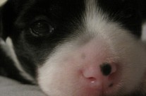 Jellybean’s eye are open at 2 weeks old!