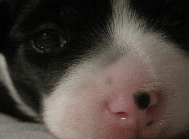 Jellybean’s eye are open at 2 weeks old!