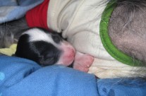 Jellybean’s Birth!