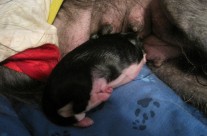 Jellybean’s First Snack