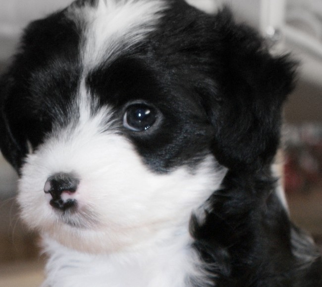 Jellybean’s First Seven Weeks