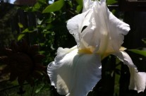 Bearded Iris in Bloom