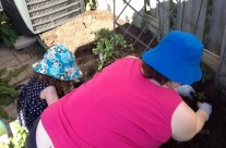 Planting the Vegetables