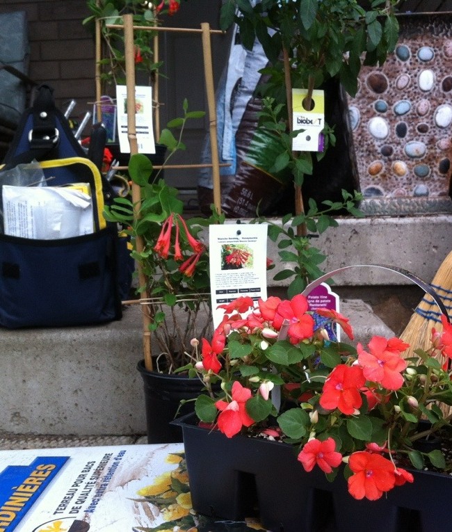 A Flower Combination for the Front