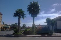 Palm Trees in San Diego