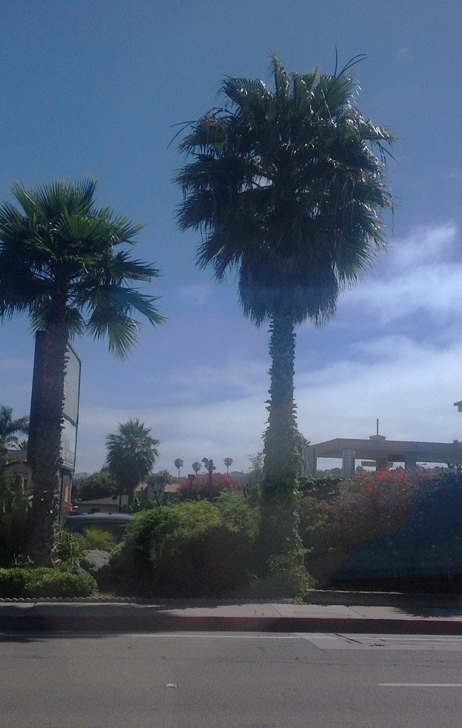 Palm Trees in San Diego