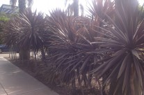 Some Funky Trees at our Hotel