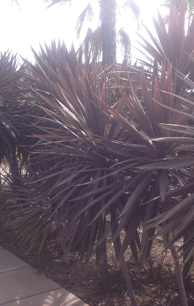 Some Funky Trees at our Hotel