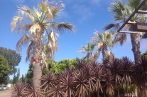 More Neat Trees Around the Hotel