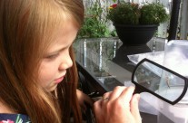 Visiting with a Baby Praying Mantis