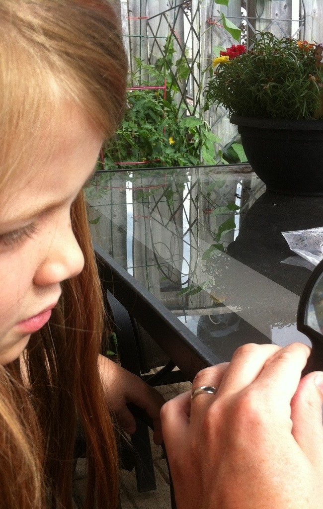 Visiting with a Baby Praying Mantis