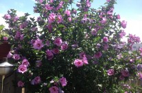 The Rose of Sharon has Blossomed
