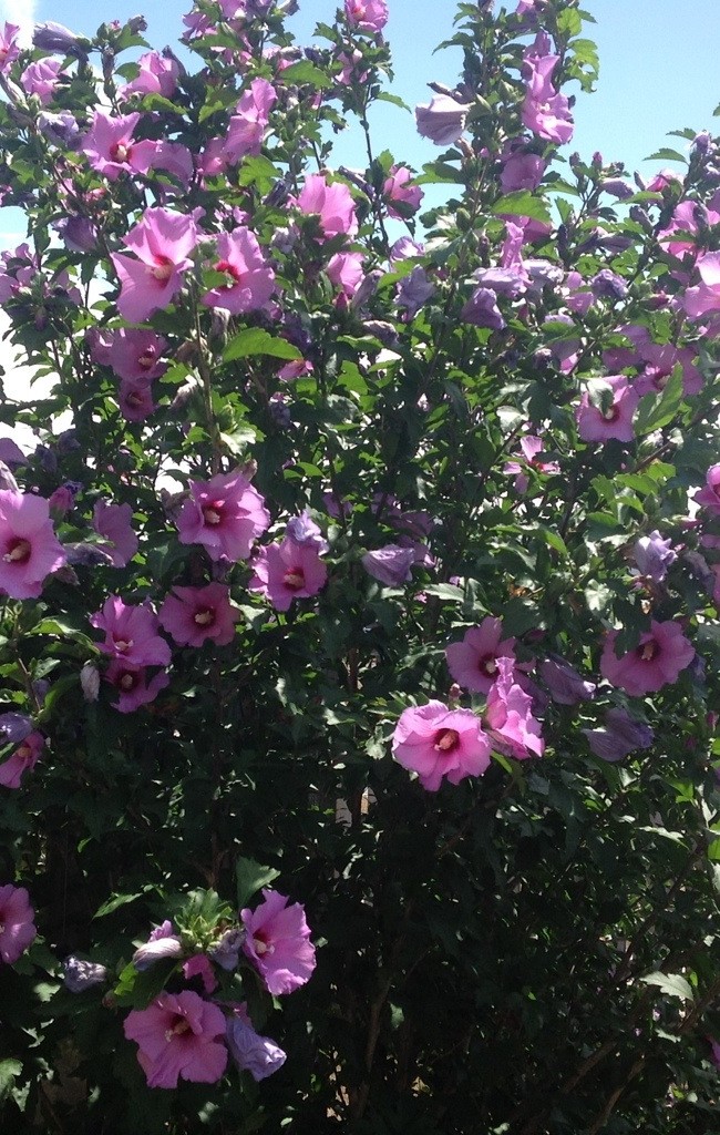 The Rose of Sharon has Blossomed