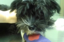 Tito Visits the Doctor