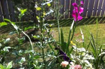 A Walkthrough the Garden