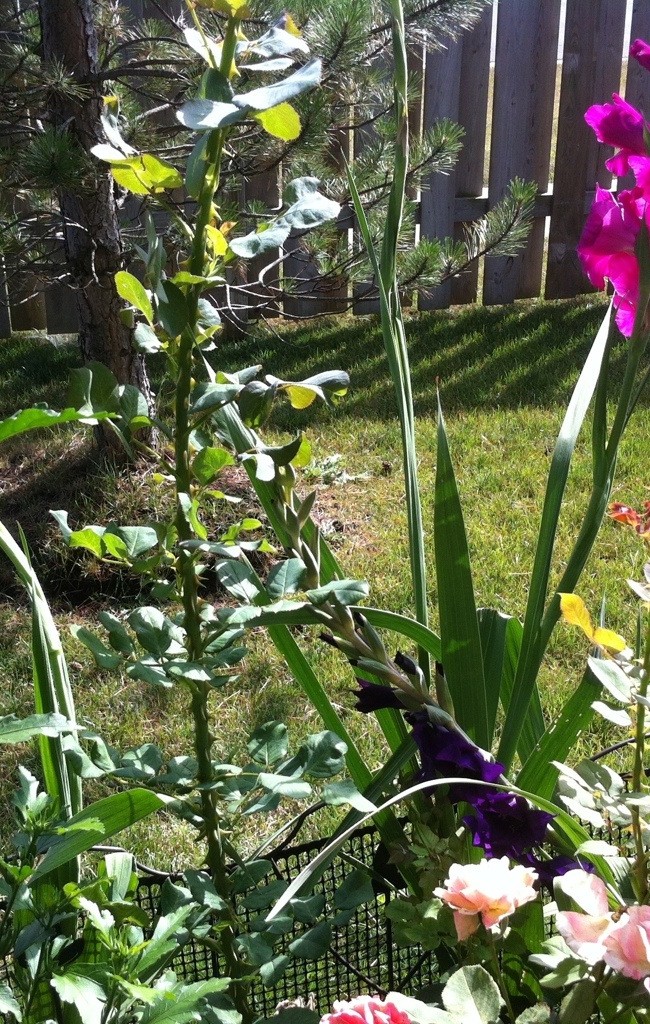 A Walkthrough the Garden