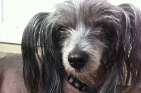 Kleo Having a Rest Outside