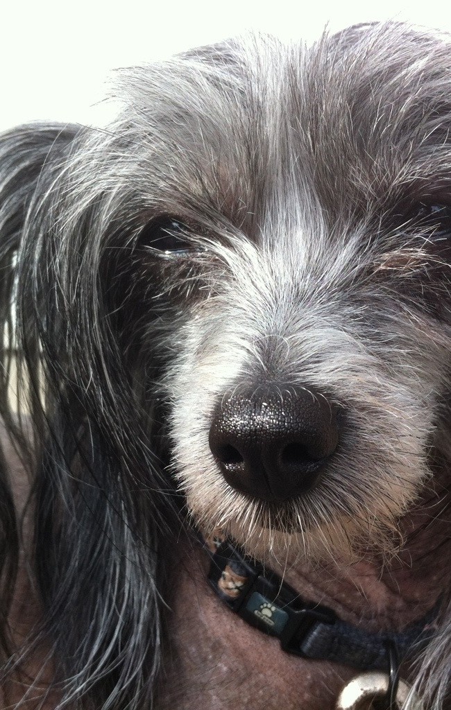 Kleo Having a Rest Outside