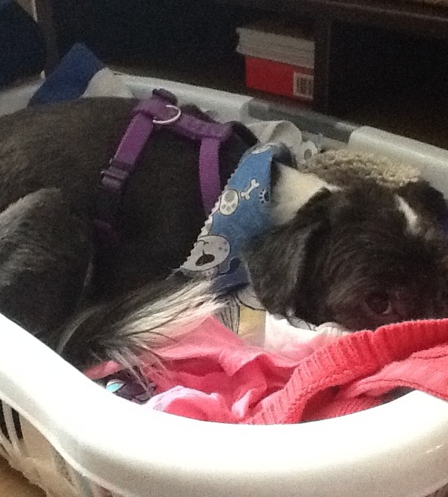 Jellybean all cozied up…