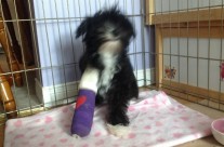 Tito is progressing nicely