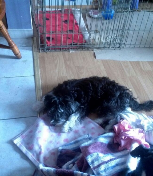 Toby is sleeping