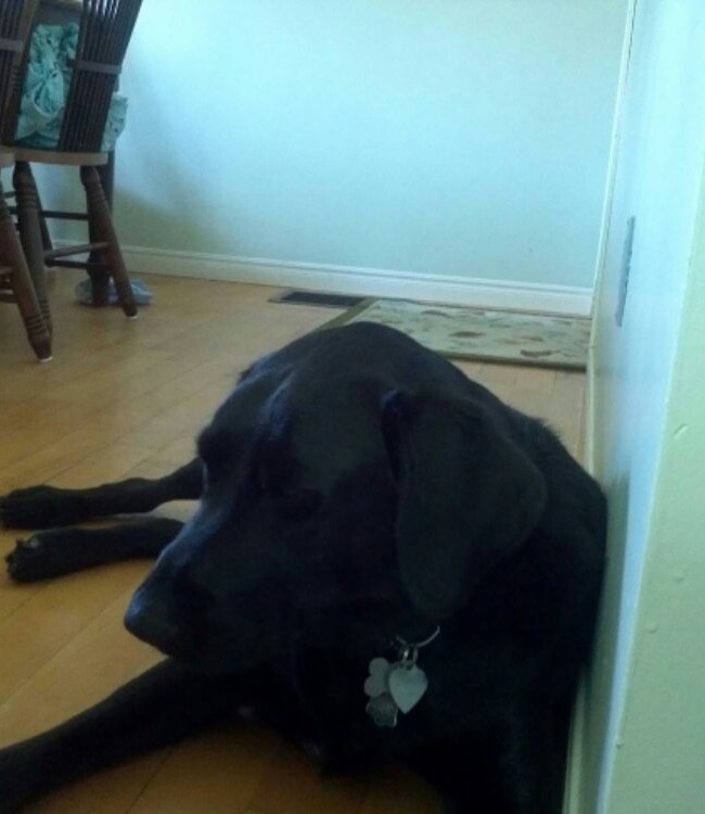 Bentley sleeping on his paws