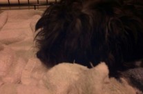 At bed Soffy is going to sleep.