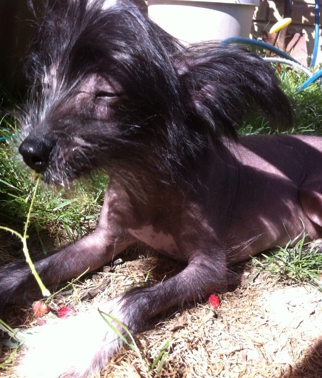 Roobey Loves Them Berries