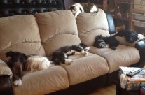 Our life is ruled by four-legged friends!