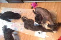 The Babies Helping Daddy