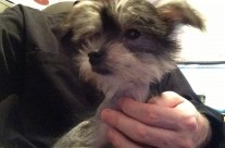 Puppio Poses Pretty for the Camera