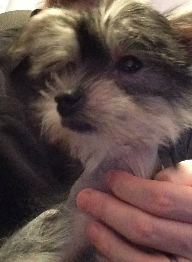 Puppio Poses Pretty for the Camera