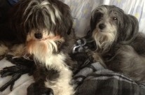 Jellybean and Kleo having a snuggle