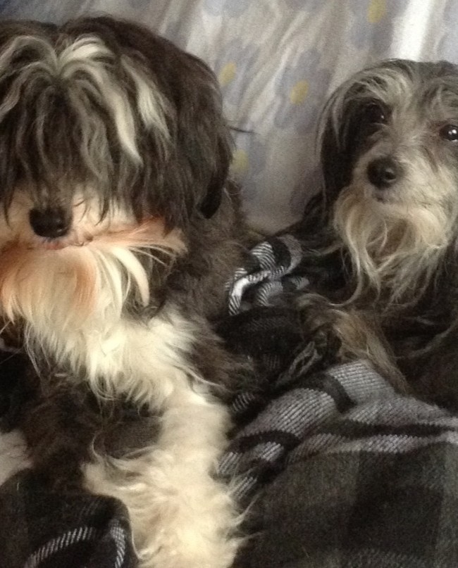 Jellybean and Kleo having a snuggle