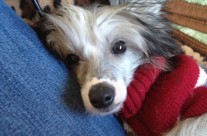 Pippin (JayBird) Update