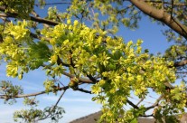 Front Tree in Full Bloom
