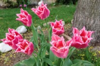 Fringed Tulips in the Front Yard