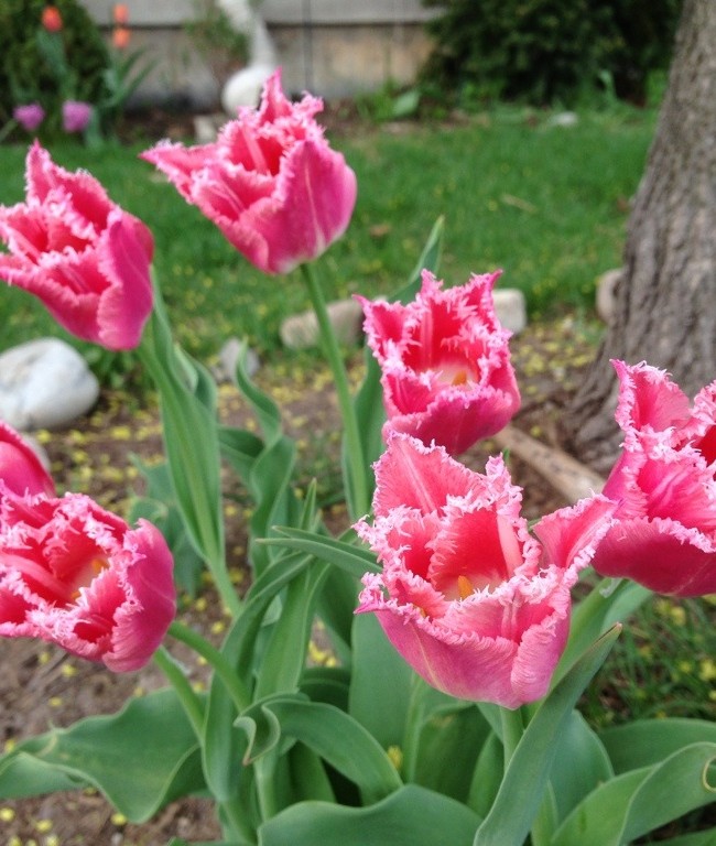 Fringed Tulips in the Front Yard