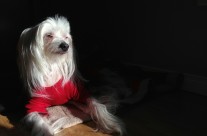 Bubba soaks in the sun