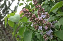 Lilacs are starting to bloom