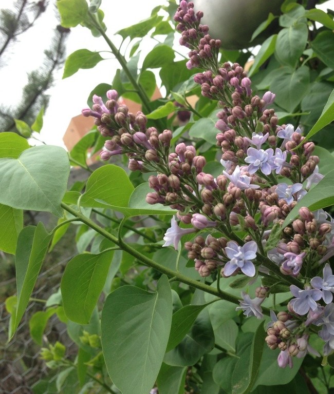 Lilacs are starting to bloom