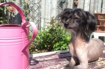 Roobert Loves to Sit in the Sun