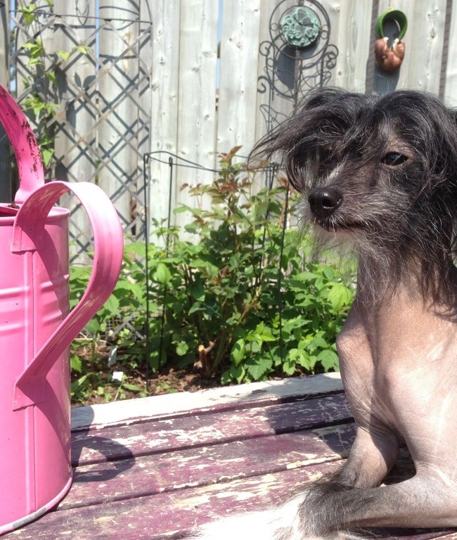 Roobert Loves to Sit in the Sun