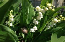 A Snail Friend in the Lily of the Valley Patch