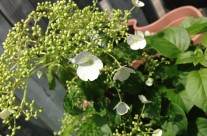 The Hydrangea Needs a Home