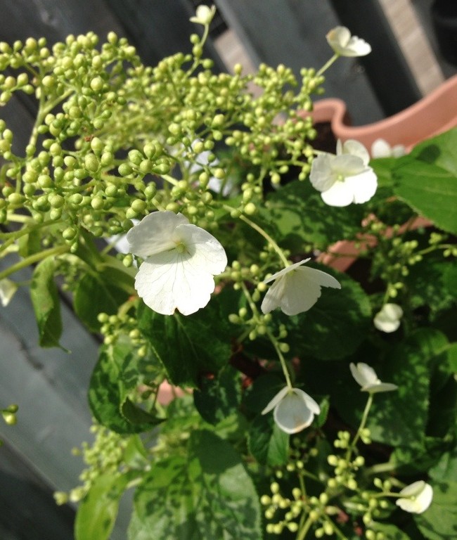 The Hydrangea Needs a Home