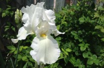 White Bearded Iris