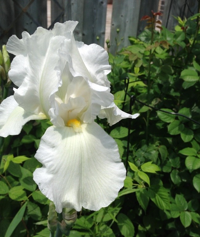 White Bearded Iris