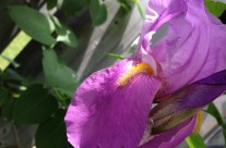 Purple Bearded Iris