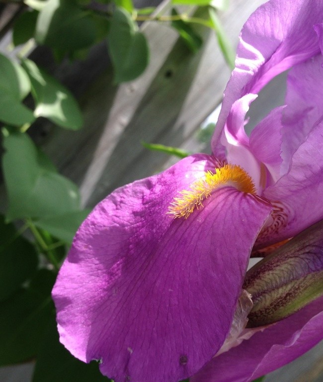 Purple Bearded Iris